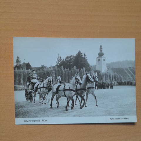 AK Lipizzanergestüt Piber.