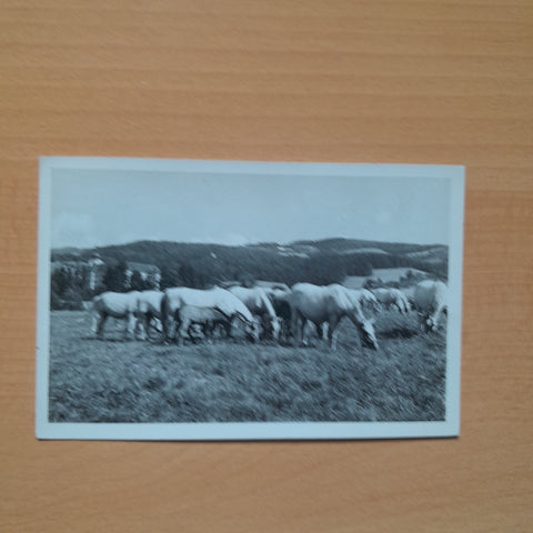 AK Lipizzanergestüt Piber.