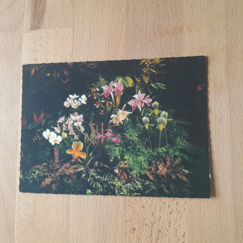 AK Botanischer Garten der Stadt Linz. Blühende Orchideen im Tropenhaus.