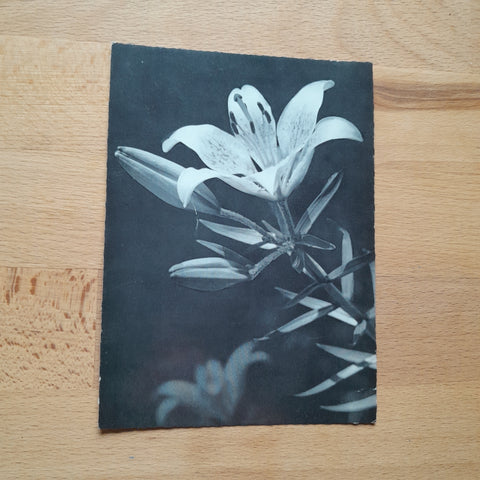 AK Feuerlilie (Foto Dr. Nitsche) Alpenländischer Kulturverband Südmark, Graz.