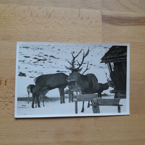 AK Wildfütterung Breitlahn-Kleinsölk.
