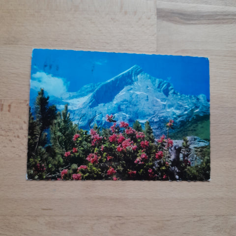AK Alpspitze. Garmisch-Partenkirchen. Alpenrose Rhododendron.