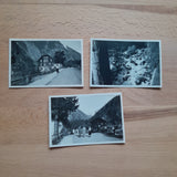 3 Kleine Fotos Bad Gastein. Grüner Baum. (1953)