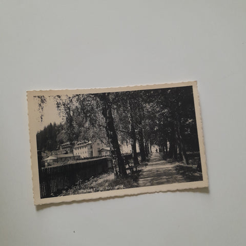 AK Wildbad Einöd. Birkenallee.