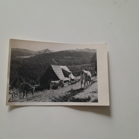 AK St. Wolfgang - Zirbitz.