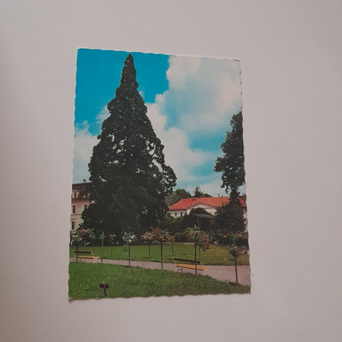AK Bad Gleichenberg. Kurpark mit Wellingtonia.