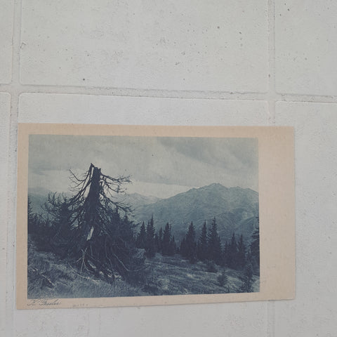 AK Kampf ums Dasein (Karl Fessler, Naturfreunde, Wiener Photo-Sektion)