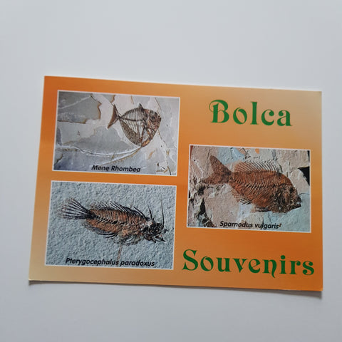 AK Bolca. Museo dei Fossili.