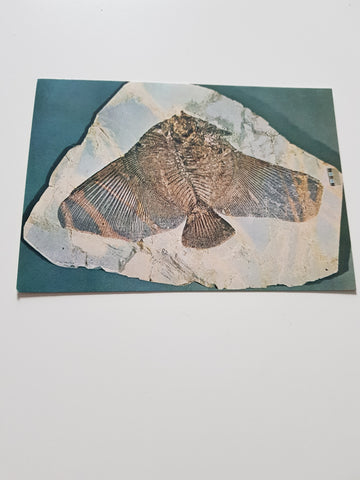 AK Bolca. Pesce fossile dell'Eocene.