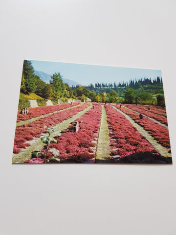 AK Costermano Deutscher Soldatenfriedhof. Cimitero Militare Tedesco.