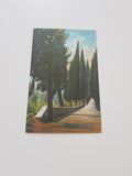 AK San Vigilio. Viale dei cipressi. (1905)