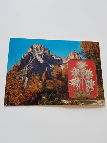 AK Monte Pelmo. Edelweiss.