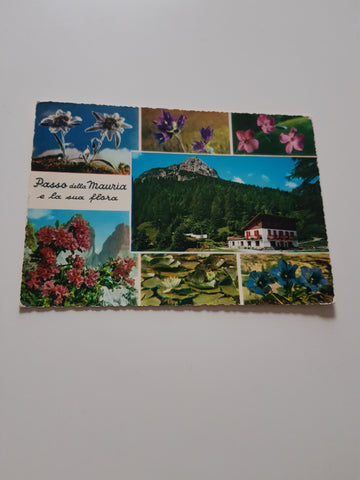 AK Passo della Mauria e la sua flora.