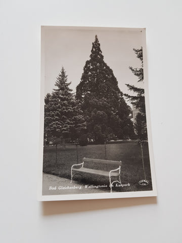AK Bad Gleichenberg. Wellingtonia im Kurpark.