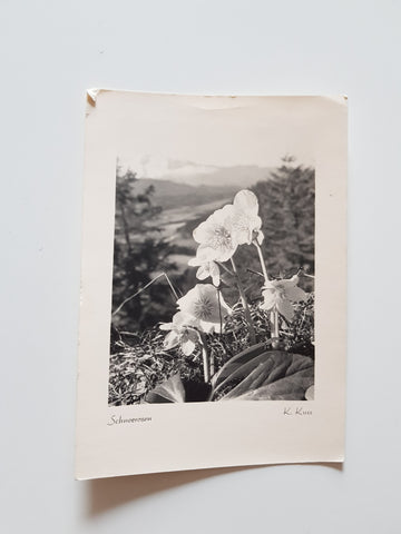 AK Schneerosen.