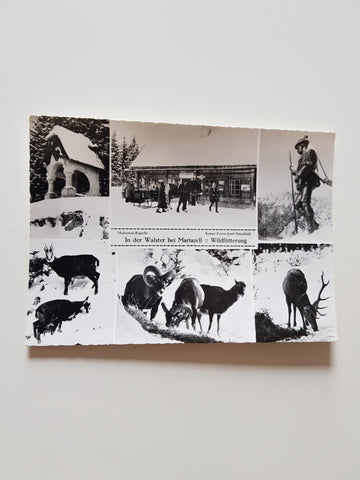 AK In der Walster bei Mariazell. Wildfütterung.