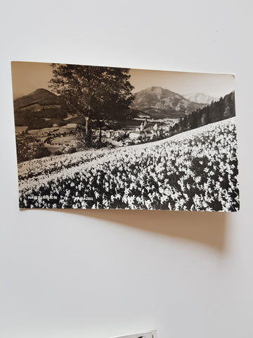 AK Narizissenblüte in Mariazell.