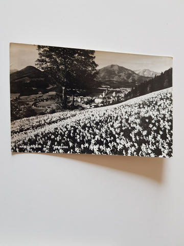 AK Narzissenblüte in Mariazell.