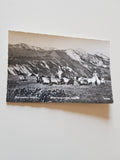 AK Schneealpe. Mitterbergschneid. (1968)