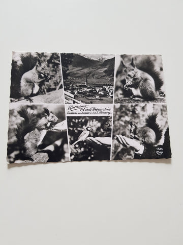 AK Bad Hofgastein. Tierleben im Kurpark u. auf d. Höhenweg,