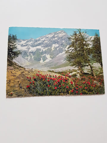 AK Badgastein-Böckstein. Alpenrosen im Anlauftal mit Ankogel-Gruppe.