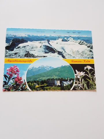 AK Alpenblumengrüße Ramsau - Kulm.