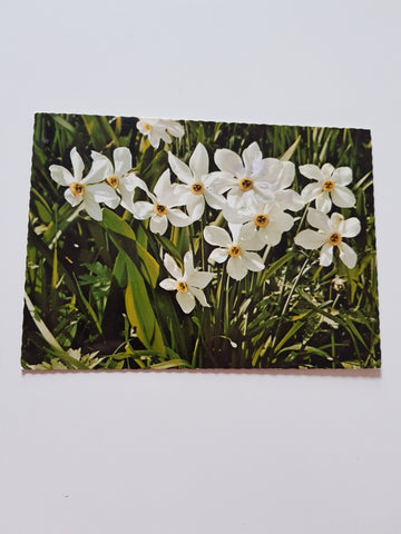 AK Narzissenblüte aus dem Ausseerland.