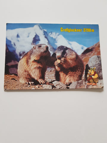 AK Murmeltiere vorm Großglockner.