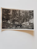 AK Mallnitz, Partie aus dem Wildpark.