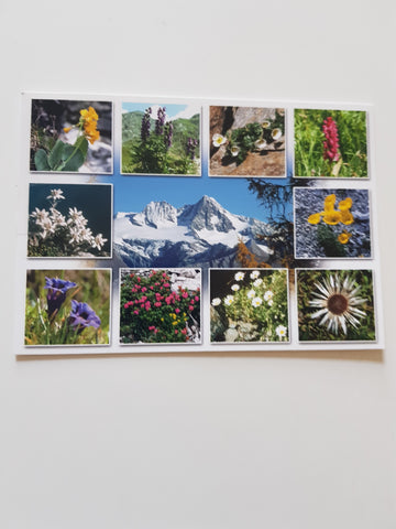 AK Der Großglockner. Alpenblumen.