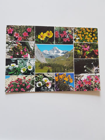 AK Der Großglockner und seine hochalpine Flora.
