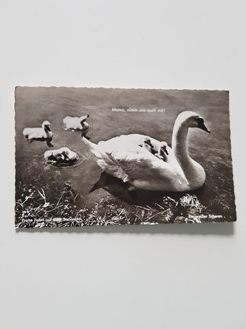 AK Frohe Fahrt auf dem Bodensee. Ein weißer Schwan.