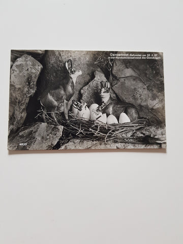 AK Gemsennest. Gefunden am 30.5.37 in der Nordostsüdwestwand des Gamskogels.