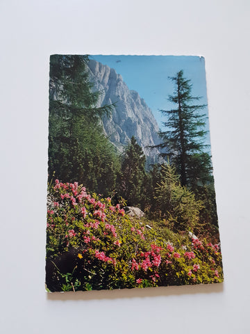 AK Baumer-Alm mit Feistringstein. Jauring bei Aflenz.
