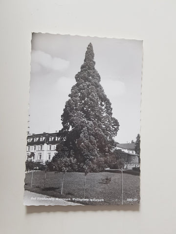 AK Bad Gleichenberg. Wellingtonia im Kurpark.