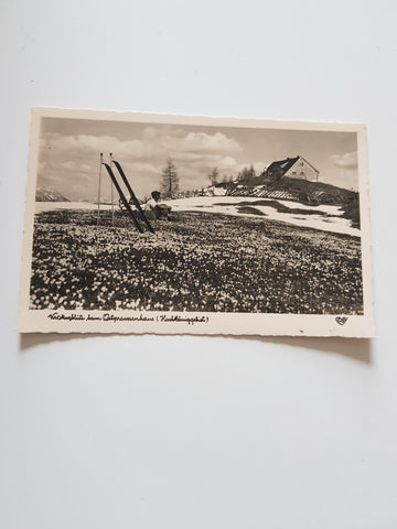 AK Krokusblüte beim Ostpreussenhaus. (Hochköniggebiet)