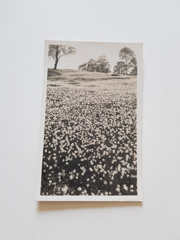 AK Narzissenwiese bei Mariazell.