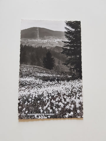 AK Narzissenblüte in Mariazell.