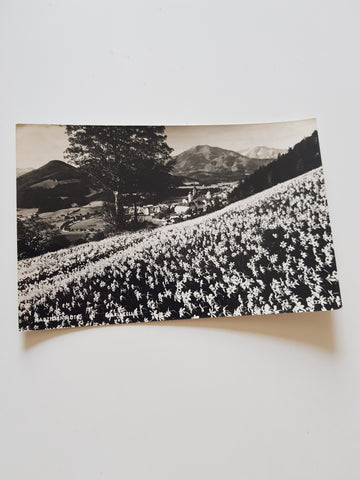 AK Mariazell. Narzissenblüte.