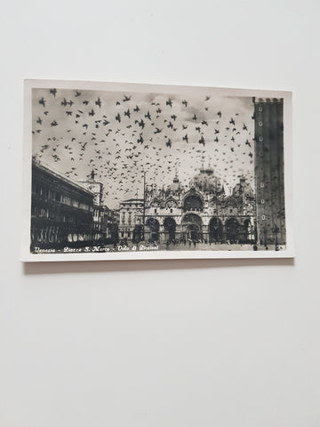 AK Venezia - Piazza S. Marco. Volo di Piccioni.