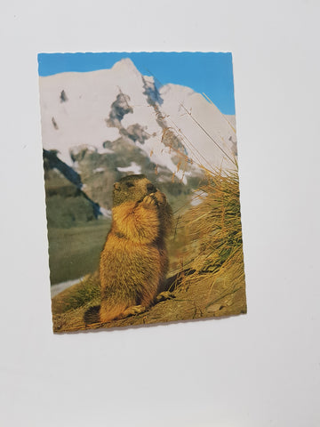 AK Murmeltier am Großglockner.