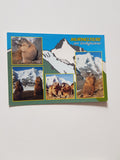 AK Murmeltiere am Großglockner.