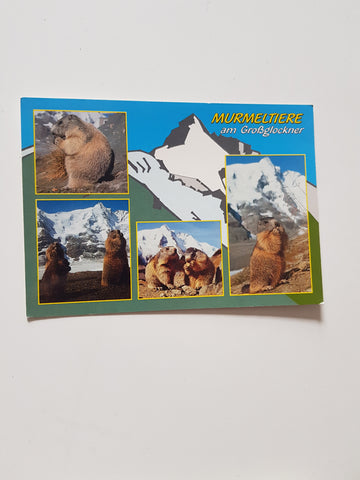 AK Murmeltiere am Großglockner.