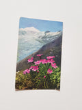 AK Großglockner. Dianthus glacialis.