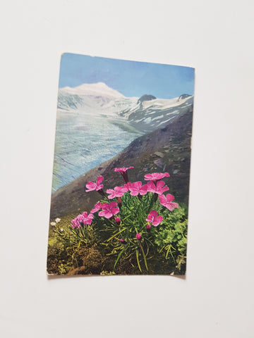 AK Großglockner. Dianthus glacialis.