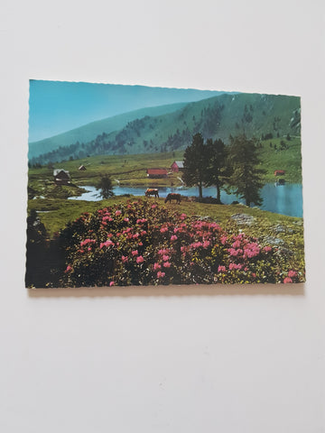 AK Almenrausch in den Nockbergen Kärntens am Falkertsee ob Patergassen.
