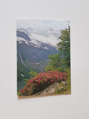 AK Alpenrosen am Rotgüldensee.