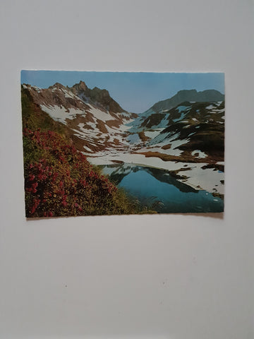 AK Alpenrosenblüte in den Tauern. Riedingtal.