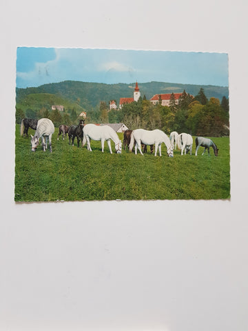 AK Lipizzanergestüt Piber bei Köflach.