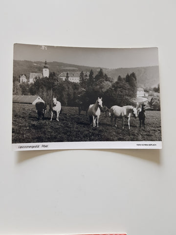 AK Lipizzanergestüt Piber.